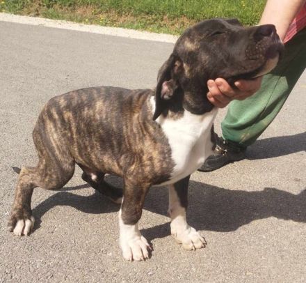 Cane-Corso/Dogo-Argentino