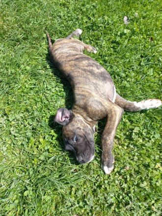 Cane-Corso/Dogo-Argentino