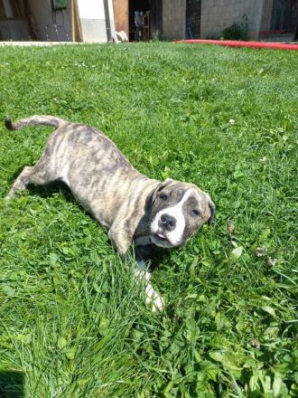 Cane-Corso/Dogo-Argentino