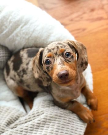 Dackel-Miniwelpen