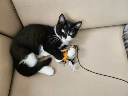 Bkh kitten abgabe bereit