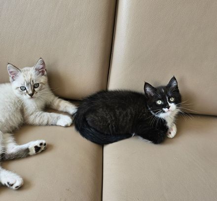 Bkh kitten abgabe bereit