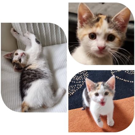 Ivy Maine-Coon-Mix geimpft/gechipt