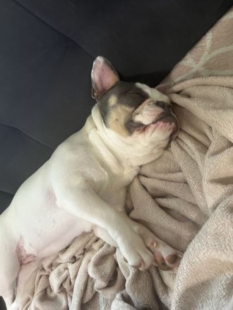 Französische Bulldogge