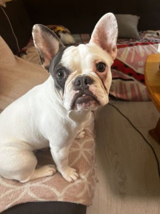 Französische Bulldogge