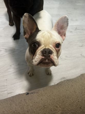 Französische Bulldogge