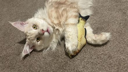 Maine-Coon-Kater zu verkaufen