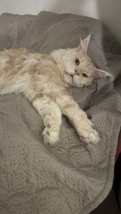 Maine-Coon-Kater zu verkaufen