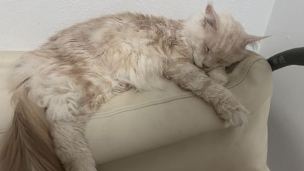 Maine-Coon-Kater zu verkaufen