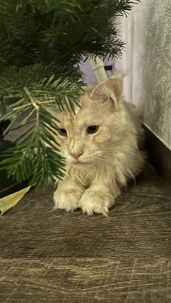 Maine-Coon-Kater zu verkaufen