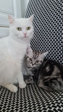 Letztes Bkh Kitten sucht ein Zuhause