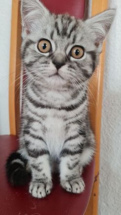 Letztes Bkh Kitten sucht ein Zuhause