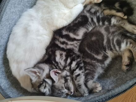 Letztes Bkh Kitten sucht ein Zuhause