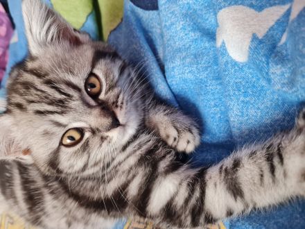 Letztes Bkh Kitten sucht ein Zuhause