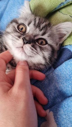 Letztes Bkh Kitten sucht ein Zuhause