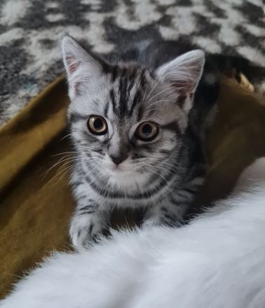 Letztes Bkh Kitten sucht ein Zuhause