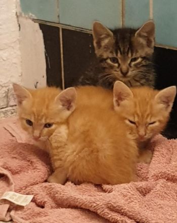 Katzen Bkh Kitten Katze baby cat tiger rot