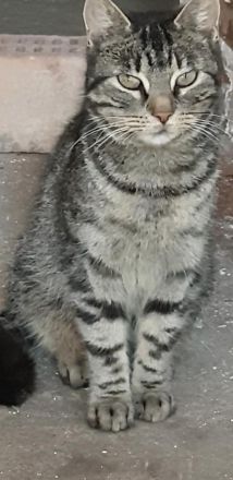 Katzen Bkh Kitten Katze baby cat tiger rot