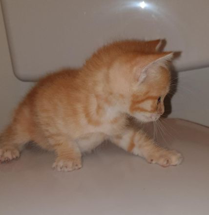 Katzen Bkh Kitten Katze baby cat tiger rot