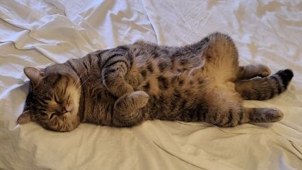 BKH Deckkater (kein Verkauf)