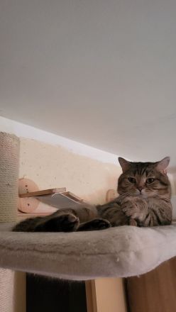 BKH Deckkater Mackerel Tabby (getigert)