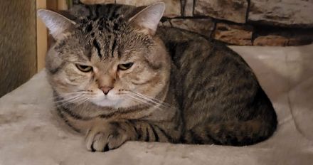 BKH Deckkater (kein Verkauf)