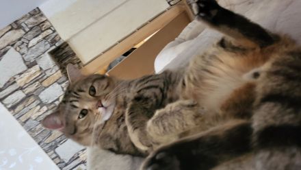 BKH Deckkater Mackerel Tabby (getigert)