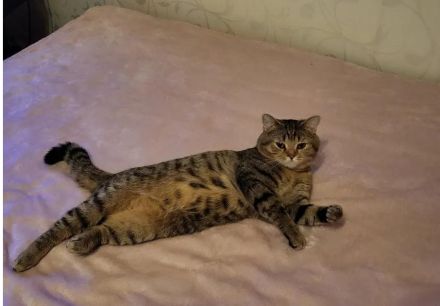 BKH Deckkater (kein Verkauf)