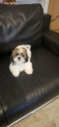 Shih-tzu zu verkaufen