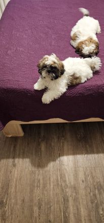 Shih-tzu zu verkaufen