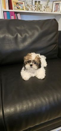 Shih-tzu zu verkaufen