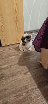 Shih-tzu zu verkaufen