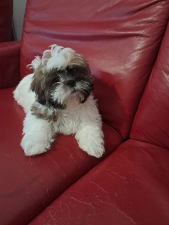 Shih-tzu zu verkaufen