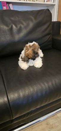 Shih-tzu zu verkaufen