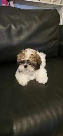 Shih-tzu zu verkaufen