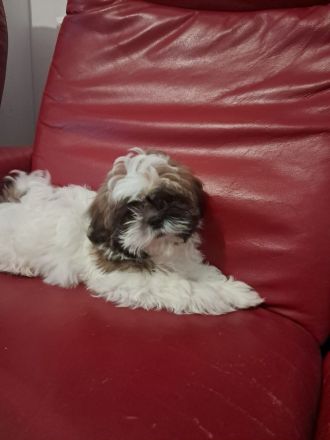 Shih-tzu zu verkaufen