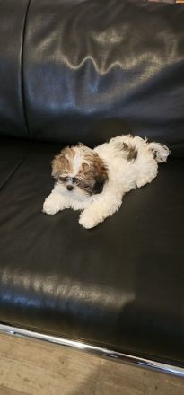 Shih-tzu zu verkaufen