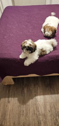 Shih-tzu zu verkaufen