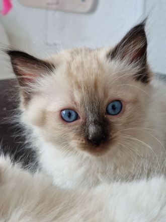 Ragdoll Kitten reinrassig mit Ahnentafel