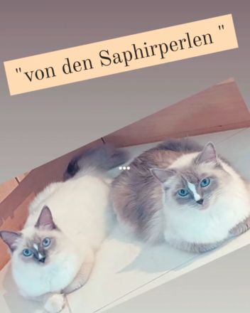 Ragdoll Kitten reinrassig mit Ahnentafel