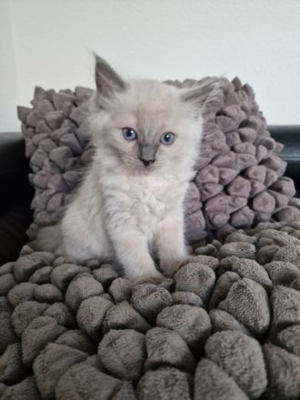 Ragdoll Kitten reinrassig mit Ahnentafel