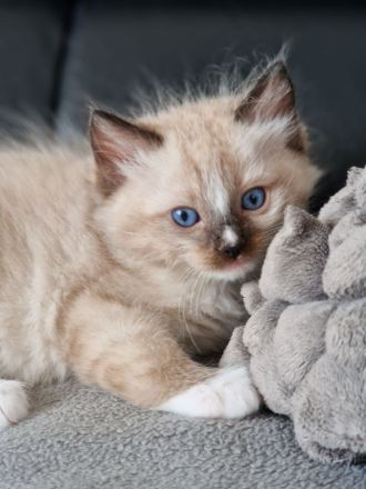 Ragdoll Kitten reinrassig mit Ahnentafel