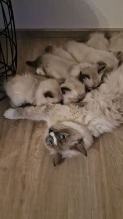 Ragdoll Kitten reinrassig mit Ahnentafel
