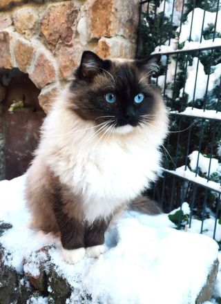 Ragdoll Kitten reinrassig mit Ahnentafel