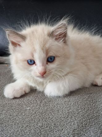 Ragdoll Kitten reinrassig mit Ahnentafel