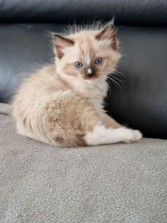 Ragdoll Kitten reinrassig mit Ahnentafel