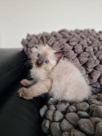 Ragdoll Kitten reinrassig mit Ahnentafel