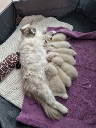 Ragdoll Kitten reinrassig mit Ahnentafel