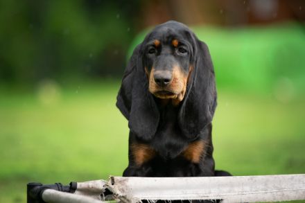 Zwei Wundervolle Hündinnen Suchen Eine Liebevolle Familie