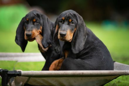 Zwei Wundervolle Hündinnen Suchen Eine Liebevolle Familie